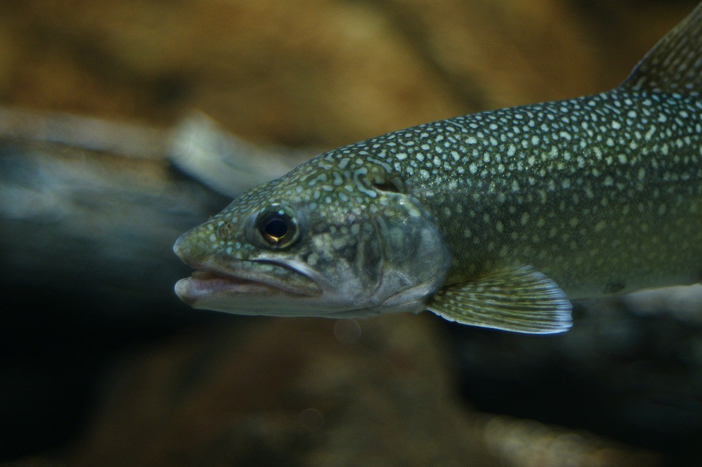 10135614252400042500_iivbwtomla