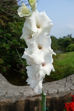 沖縄の花