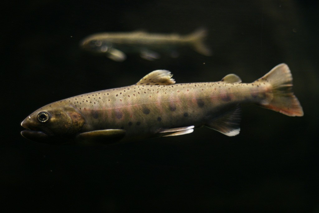 10135605780500042500_1k5jwcgwla