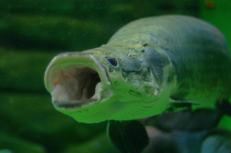 10428326820800042500_caggh4mkla