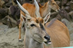 10530693766600042500_fu96h9zlla