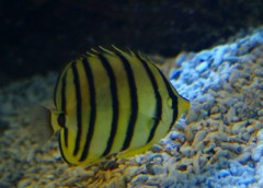 10132646508500042500_rw154jsvla