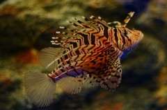 10133649316100042500_r9tcdb38la