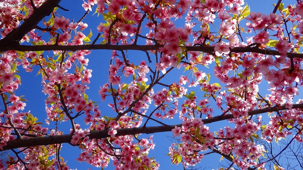 桜の架け橋