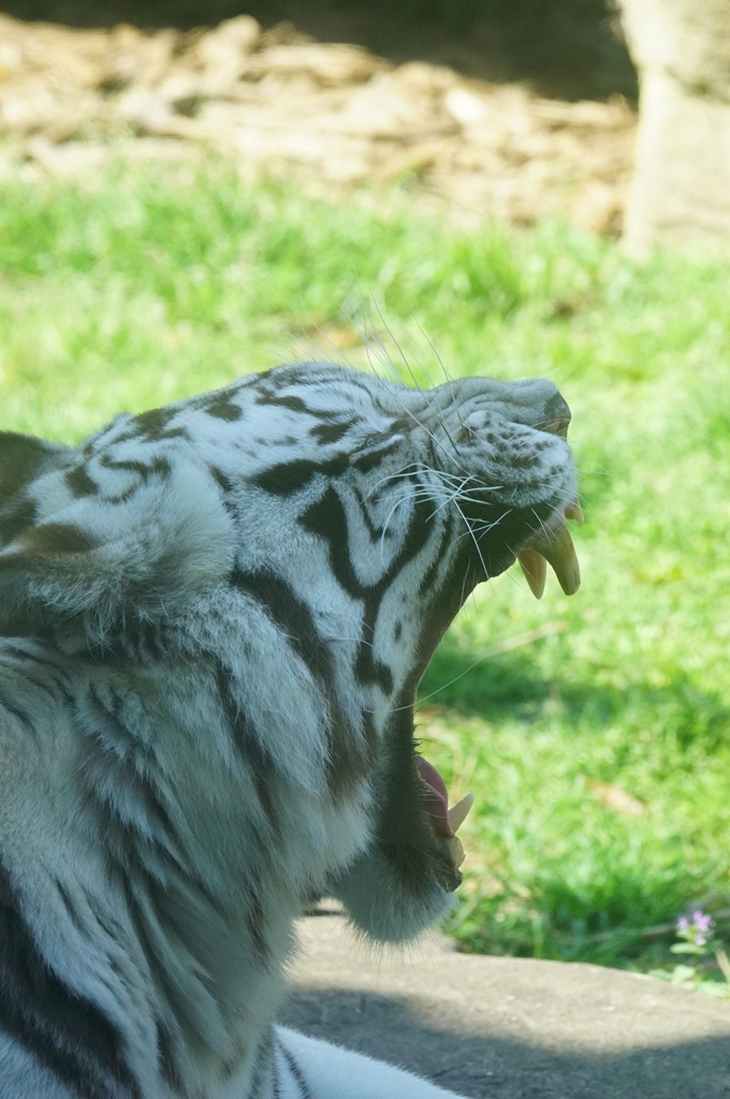 春眠暁を覚えず　その4