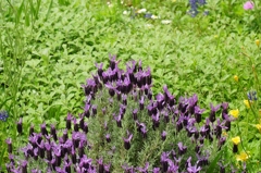 Sexual Violet No.1