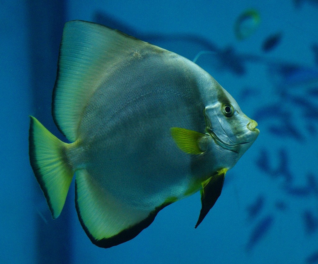 10226478046400042500_an8puwsgla