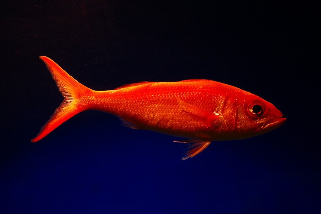 10230244530700042500_sdz02qamla