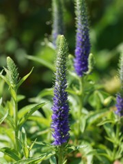 初夏の花