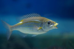 10233225212400042500_yvzdajnola