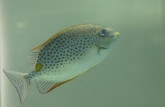 10136158685600042500_fbbg3spkla