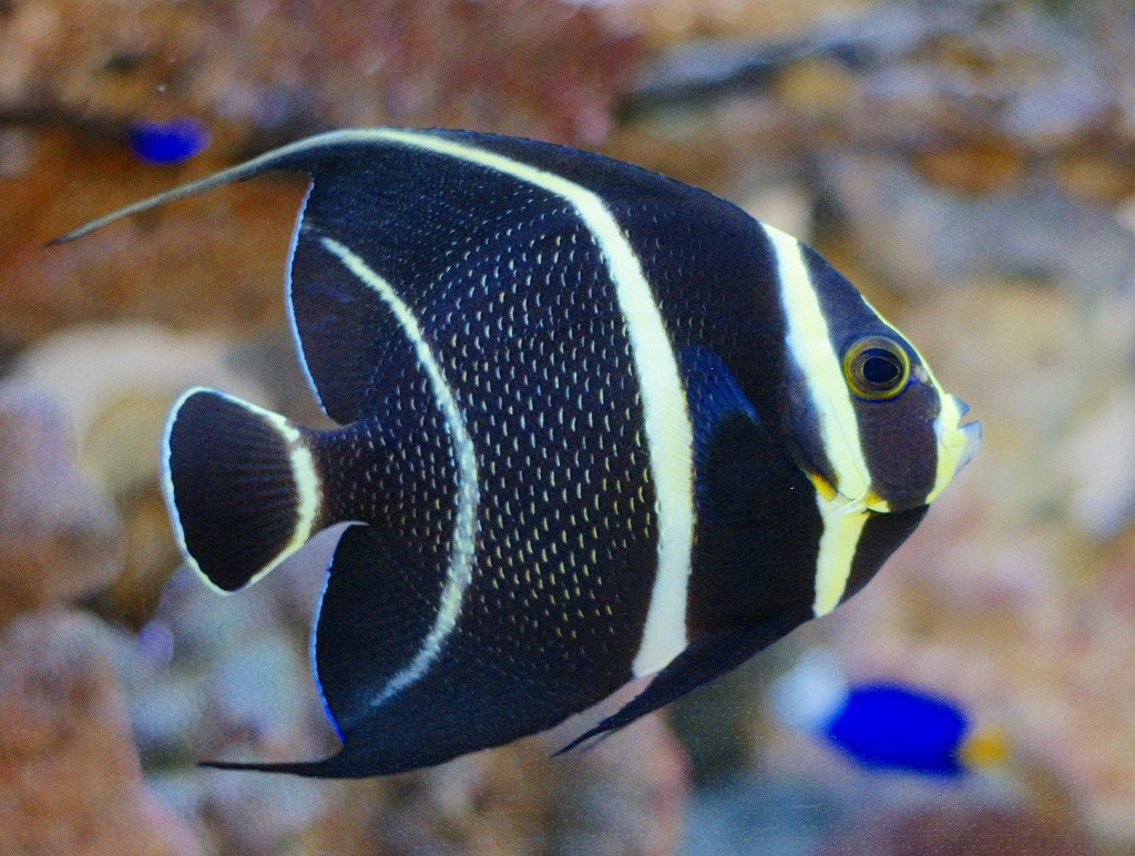 10326875357500042500_zj10pxsxla