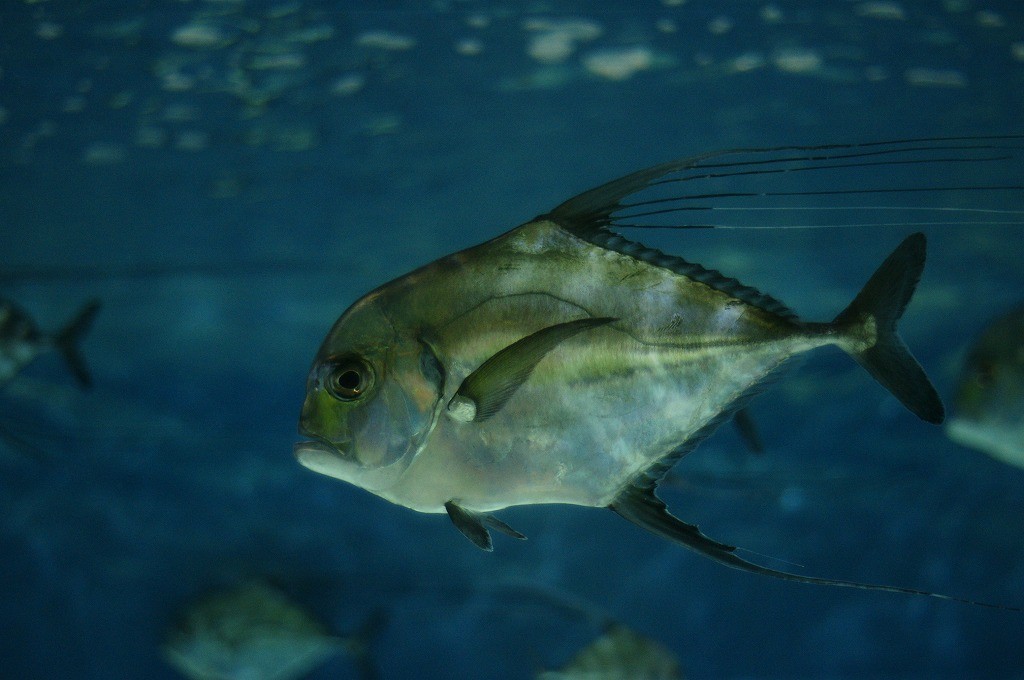 10136167410400042500_hr8tpf3tla