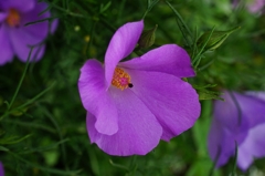 Sexual Violet No.1