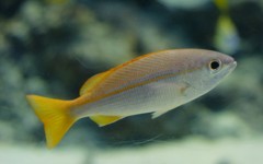 10525752198700042500_zx9fadkwla