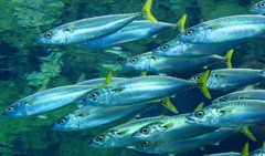 10326304898700042500_ebxyckecla