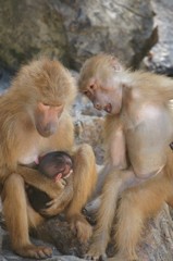 赤ちゃん、見せてよ！！