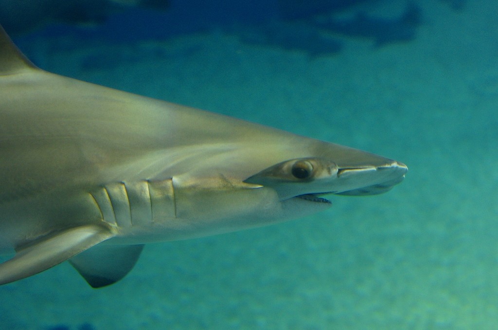 10329959130700042500_q5o5w22pla