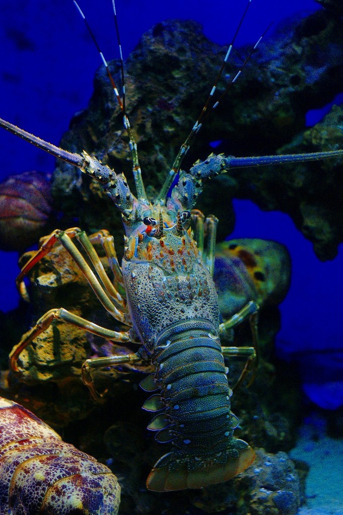 10327151778000042500_dowyzvflla