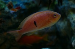 10133631483600042500_ierobio2la