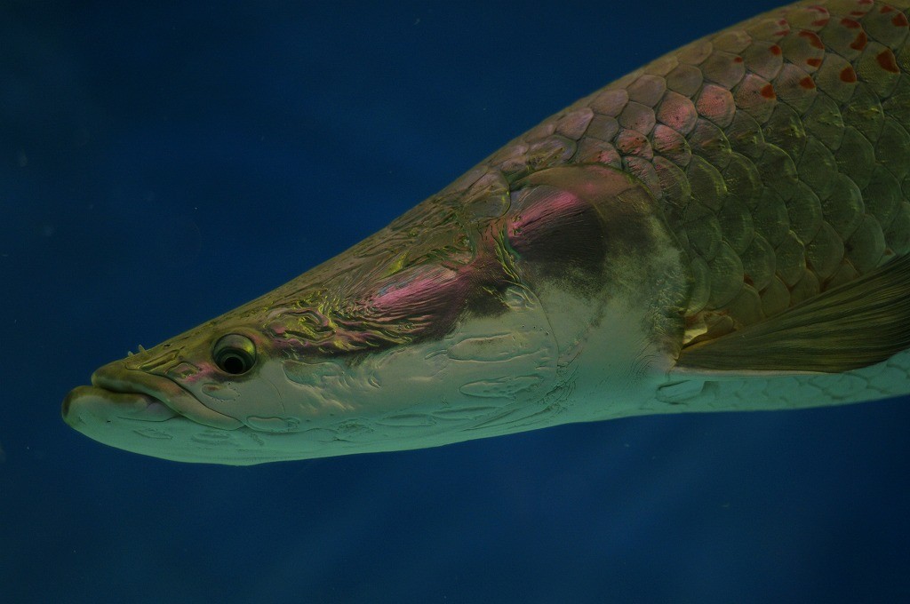 10334555211600042500_ytujtnnxla