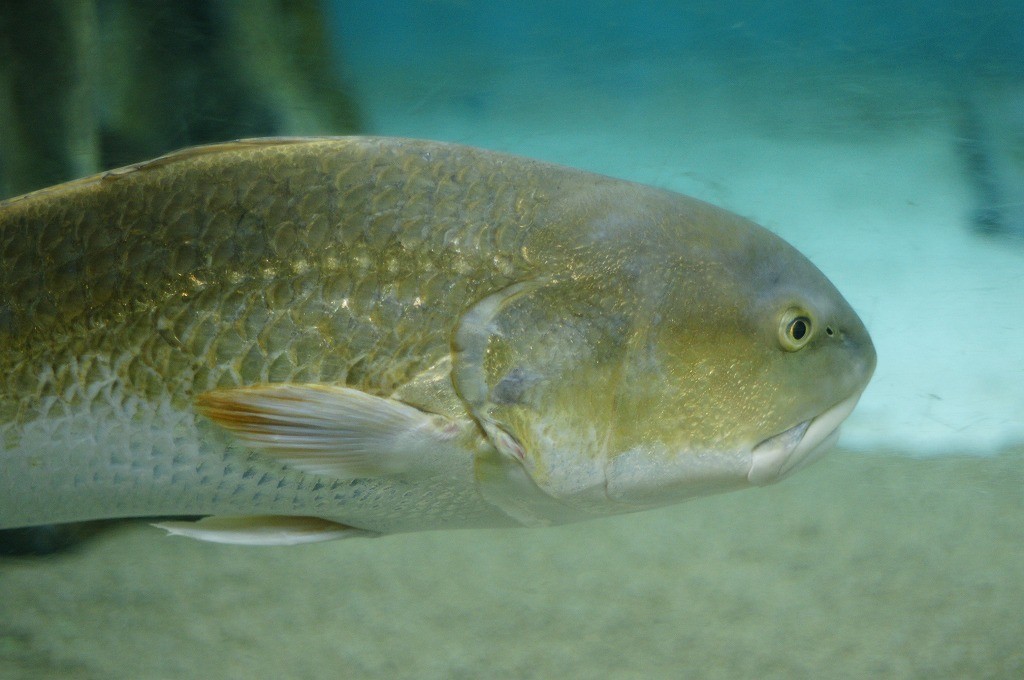 10334586191100042500_vdwah8hula