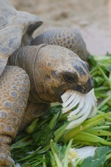 菜食主義