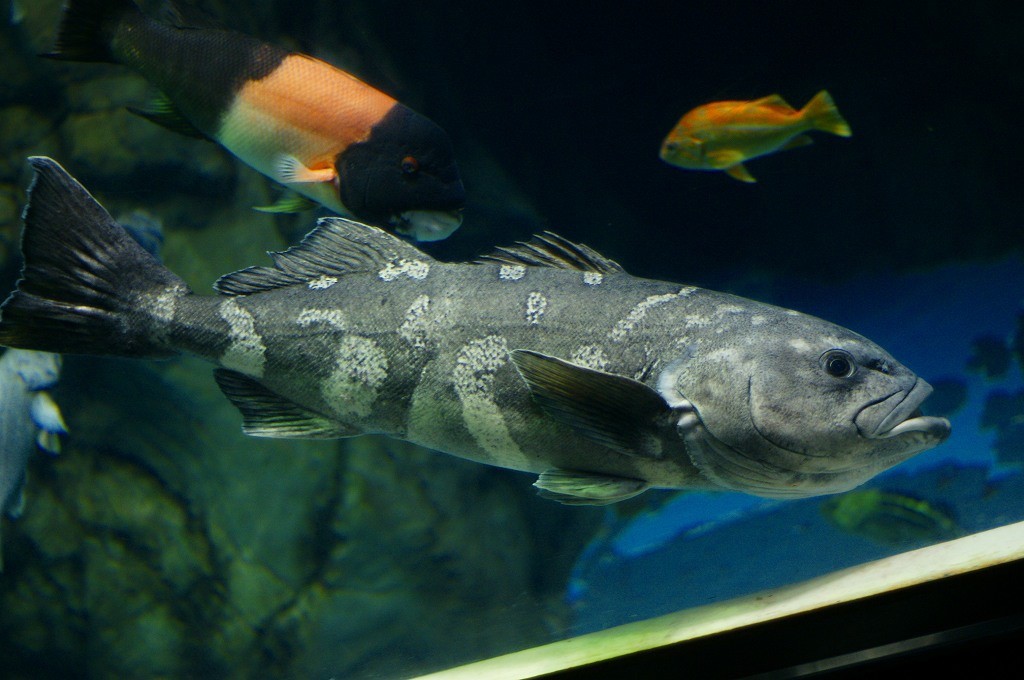 10332997049600042500_mnzbk6q6la