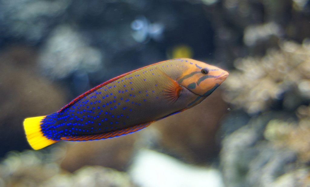 10133190554700042500_mgc2ean6la