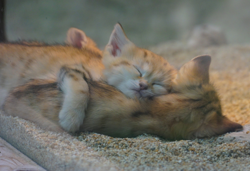 いい夢　見ろよ　その8