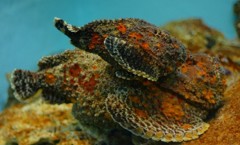 10327977335200042500_qm9zqaqwla