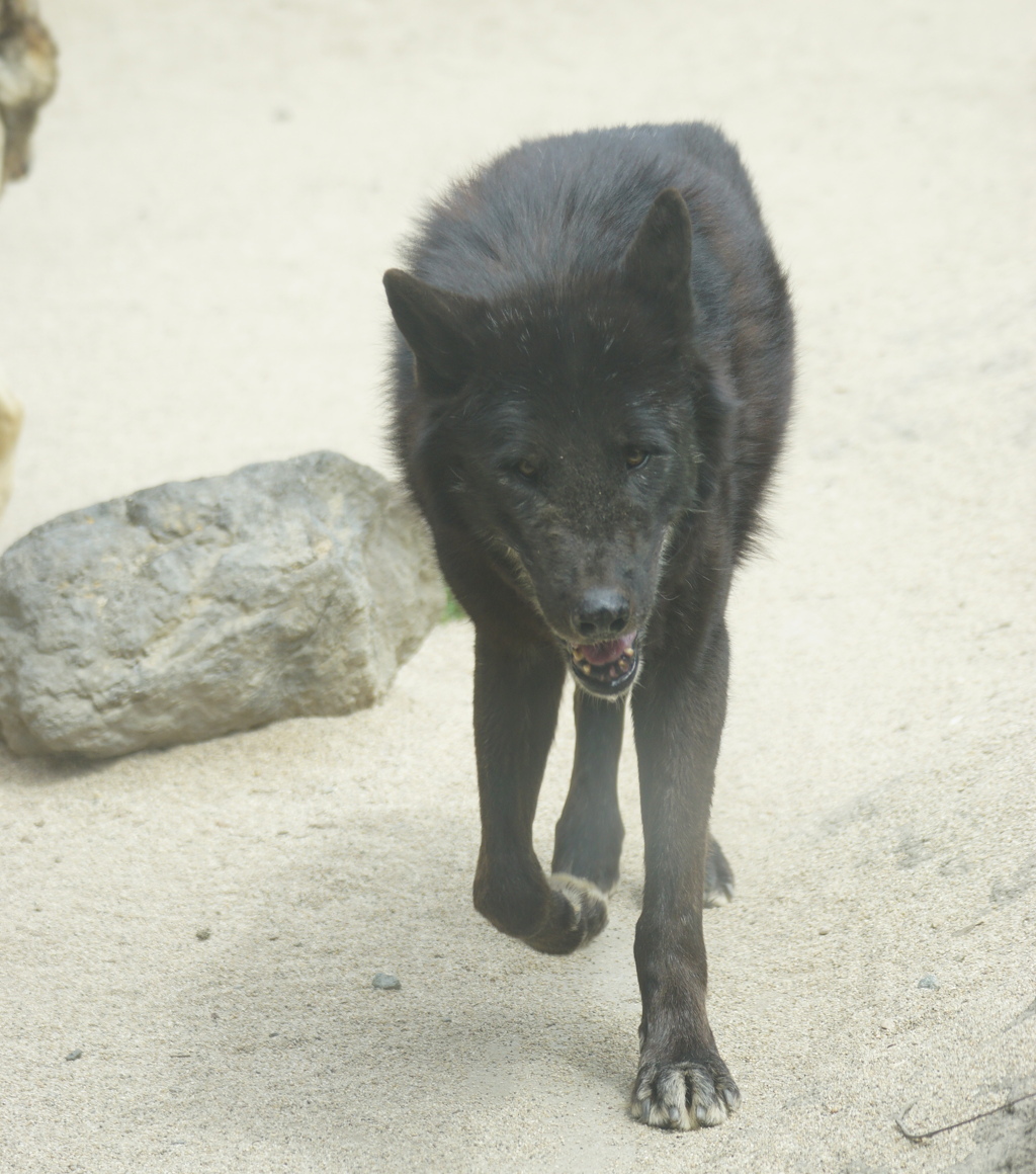 不味そうな奴だ　その8