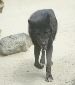 不味そうな奴だ　その8