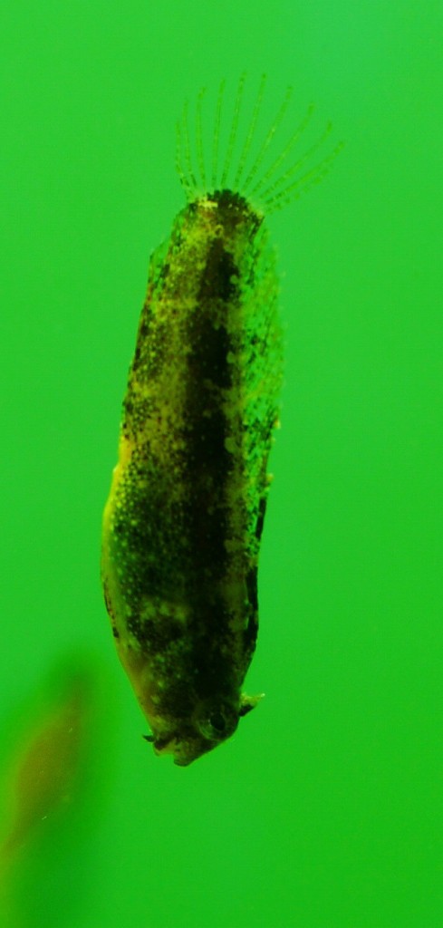 10130269466000042500_hgcviwa3la