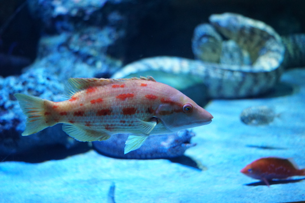 暑い日は水族館へ　その2