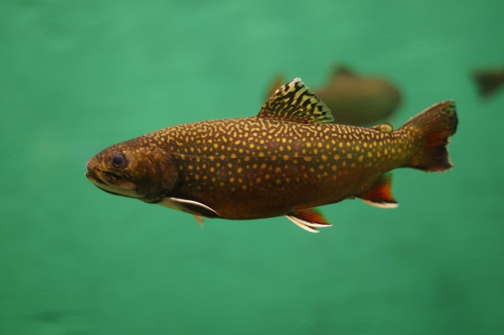 10235614252700042500_pgroid00la