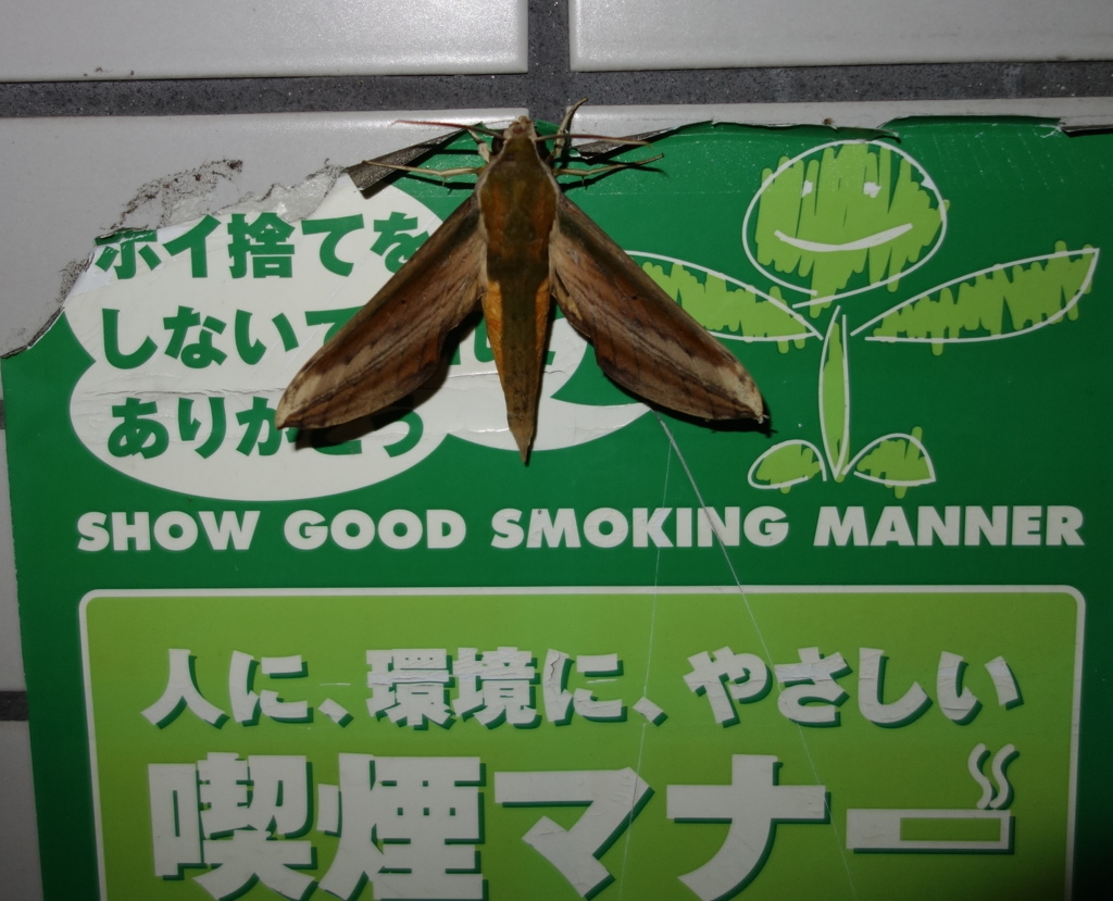 啓蒙活動