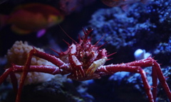 かかってこんかい　その42