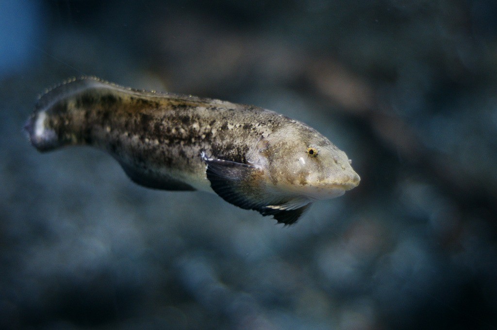 10234655110200042500_yxrvbd3gla