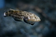 10234655110200042500_yxrvbd3gla