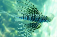 10230728283300042500_qx2d9s5xla