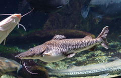 あみだくじに挑戦