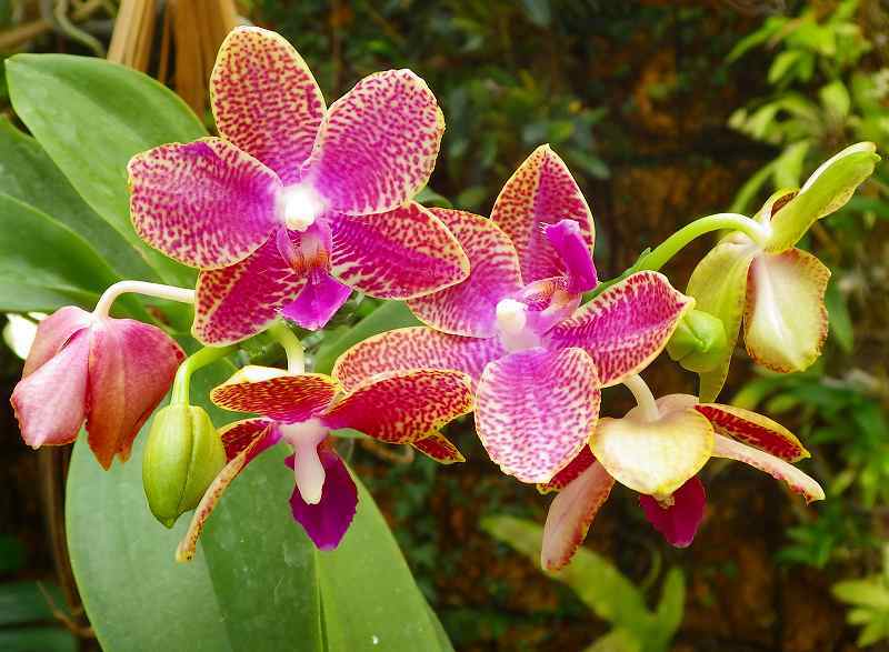 沖縄の花　その17