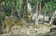 ダルマさんが・・・転んだ！！