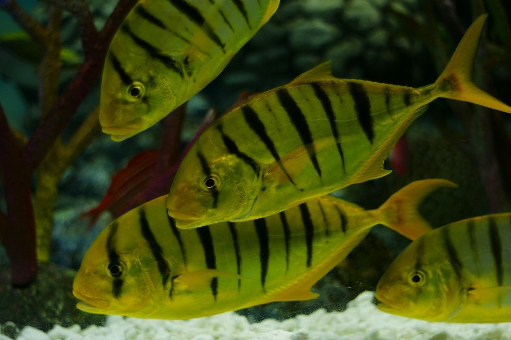 10231105040900042500_szatgthxla