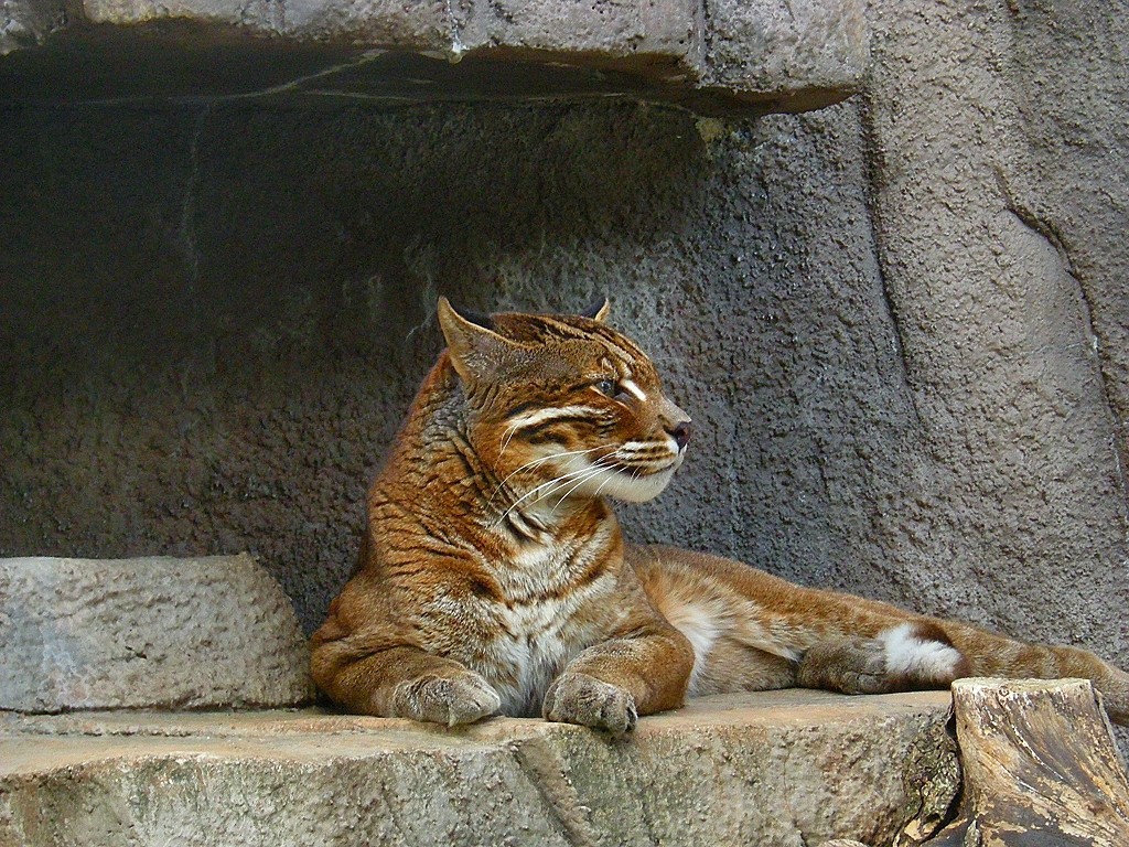 10329204831800042500_ojwn14c8la