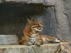 10329204831800042500_ojwn14c8la