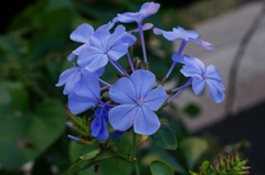夏の元気印　その5
