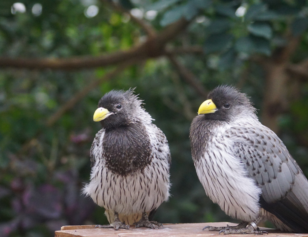 あんた、寝癖が・・・