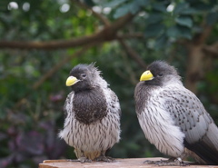 あんた、寝癖が・・・